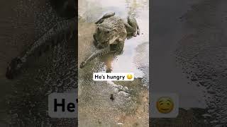 Frog swallows snake 🐸🐍🤪 shorts frog frogs snake snakes [upl. by Eleumas239]