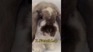 Top 10 Most Popular Bunny Breeds [upl. by Woolson472]