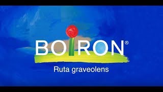 Ruta graveolens [upl. by Aztilay]