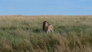 Male Lion following Lionesses  Orkirikoi Male amp Survey Pride  Masaimara  6 June 2024 [upl. by Holsworth]