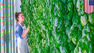 Vertical farming Plenty receives 200 million investment from tech giants  TomoNews [upl. by Fauman]