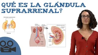 Qué es la glándula suprarrenal [upl. by Okin209]