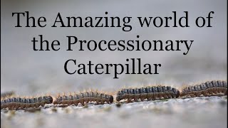 Be careful with this Caterpillar  The pine processionary caterpillar [upl. by Callery]