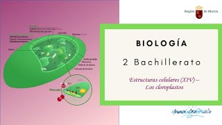 ESTRUCTURAS CELULARES XIV LOS CLOROPLASTOS [upl. by Mona250]