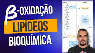 BetaOxidação Lipídica Como os lipídeos entram no ciclo do ácido cítrico Da digetão à mitocondria [upl. by Martsen]