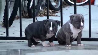 Blue pitbull puppiess for sale [upl. by Ydissac]