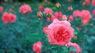 Video hình nền hoa hồng tuyệt đẹp  Beautiful rose background video Full HD [upl. by Hightower]