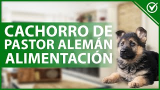 🐕 ¿Cómo alimentar a un CACHORRO raza PASTOR ALEMÁN de forma correcta  Nutrición canina 🍗🐕 [upl. by Llennehc384]