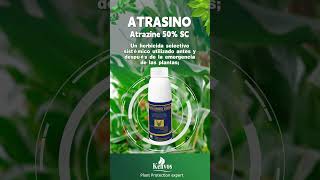 Atrazine 50 SC kenvos herbicide [upl. by Ocin249]