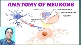 About neurones and its transmission of signal through neurotransmitter [upl. by Scharf652]