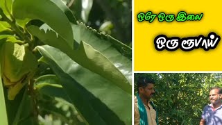 இந்த இலை Amazon  இல் 1 ரூபாய்  கேன்சரை குணப்படுத்தும் மூலிகை மரம்  FoodForest [upl. by Rattray]