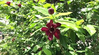 Learn to Grow Carolina Allspice [upl. by Fredie964]