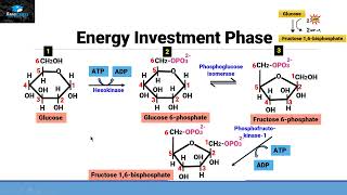 Aerobic Respiration Part 1 Glycolysis [upl. by Hinckley]