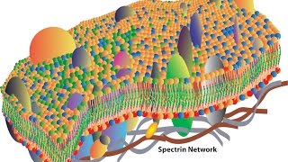 Cell membranes [upl. by Cryan]