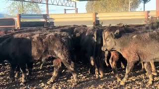 Ac ‘PA STOCKWELL’ Corryong  24 Angus Steers Vendor Bred Yard Weaned 1012 Months Grass Assured [upl. by Gavrah]