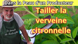 Comment tailler et entretenir la verveine citronnelle en pot et en pleine terre [upl. by Gale487]