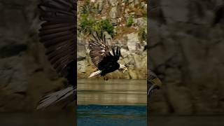 Nothing like scarfing it down on the fly baldeagle birdsofprey nature wildlife sonyalpha [upl. by Aenet]