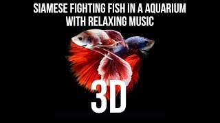 🐟│Siamese Fighting Fish in a Aquarium with Relaxing Music 4K 💥 [upl. by Notsrik]