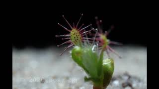 Drosera scorpioides gemmae timelapse [upl. by Asirram]