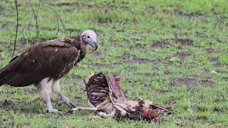 Lappetfaced vulture [upl. by Ellery]