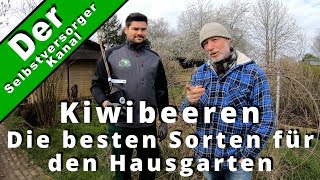 Kiwibeeren die besten Sorten für den Hausgarten [upl. by Osbert]