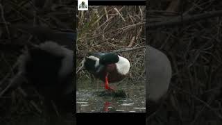 Majestic Male Shoveler Duck 🦆✨ A CloseUp Encounter [upl. by Acinelav]