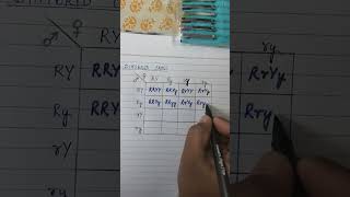 Dihybrid Cross Click link for complete video httpsyoutubeUL1GBpiqfAYsiPzswqJu4bB6TsEhS [upl. by Esinnej]