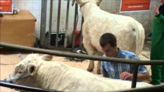 A guide on clipping and grooming of Charolais cattle [upl. by Evanne]