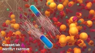 Listeria monocytogenes a unique model in infection biology [upl. by Teerprug]