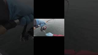 Westport fishing fishing pnw fish rockfish [upl. by Rubin391]