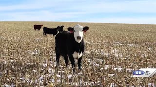 CommonGround Nebraska Cattle grazing on cornstalks [upl. by Waverly]