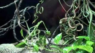 Behind the Scenes Burmese Vine Snake Feeding  California Academy of Sciences [upl. by Eberly728]