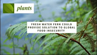 Fresh Water Fern Could Provide Solution to Global Food Insecurity [upl. by Muldon]