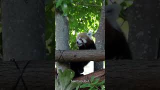 The Himalayas Adorable Red Panda Secrets shorts animalfacts animalfactsvideos [upl. by Khoury]