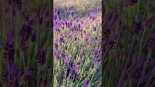 Ya floreció nuestra primer especie de Lavanda Lavandula Stoechas pedunculata lavanda plantas [upl. by Hansen]