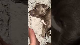 Bullies Love Their Naps😭 Prodigy Tha Dog  American Bully Life  Dog TV [upl. by Vanna]