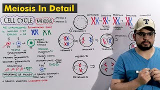 Cell cycle Meiosis Steps Explained in Detail [upl. by Jarrow]