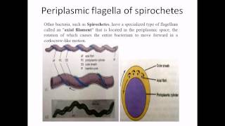 Periplasmic flagella [upl. by Lozar]