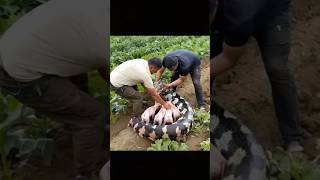 The python was about to swallow the puppies luckily two men stopped it in time [upl. by Nosnarb]