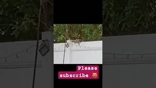 My reel for today worldcat cat cuteanimal trending reels catlover meowworld cute [upl. by Siron973]