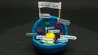 Science Experiments For School  Animal Cell Model [upl. by Nolan723]