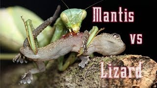 Praying Mantis eats a still living lizard [upl. by Cinamod726]