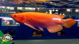 Arowana Fish World Championship CIPS 2018  Aquarium CoOp [upl. by Llerraj]