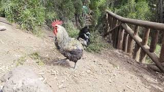 Kogut na Fuerteventura  Fuerteventura Rooster  Gallo de Fuerteventura  Oasis Park [upl. by Armelda]