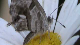 Farfalla su una Margherita  Butterfly on a Daisy [upl. by Marilla]