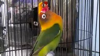 Amazing Sound of Love Bird [upl. by Helve]