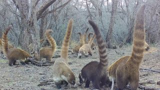 Coatimundi Madness Trail camera check in Southern Arizona [upl. by Airtemed515]