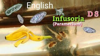 Infusoria culture  in English  How to culture Infusoria or Paramecium easily in home [upl. by Ahsenyl849]