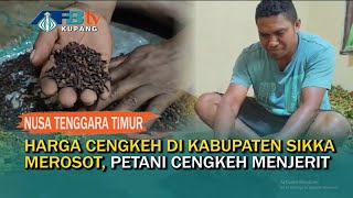 Harga Cengkeh di Kabupaten Sikka Merosot Petani Cengkeh Menjerit [upl. by Grani]