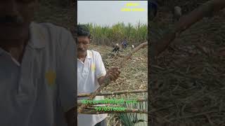 CO 86032 वरायटी 47 पेरे ऊस is Revolutionizing Farming [upl. by Mahau]